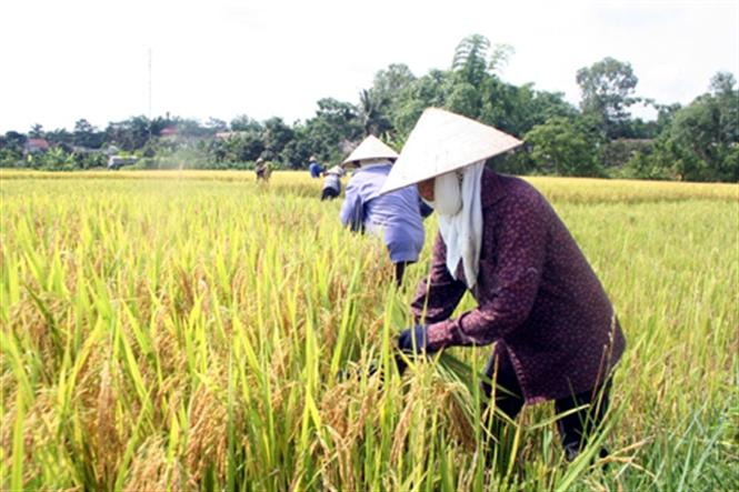 Triệu Phong (Quảng Trị): Hiến đất, hiến công xây dựng NTM